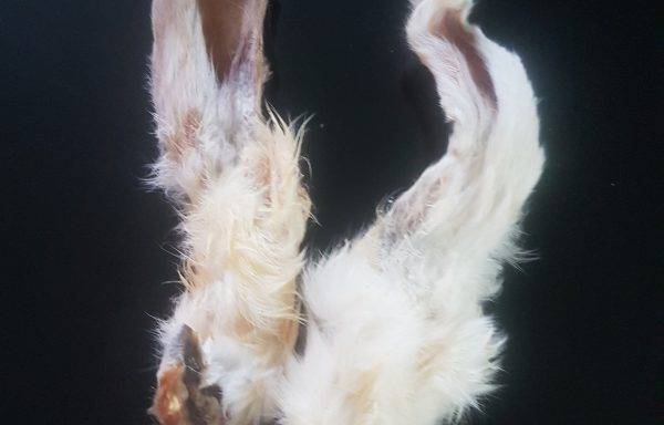 Kaninchenohren mit Fell unverpackt